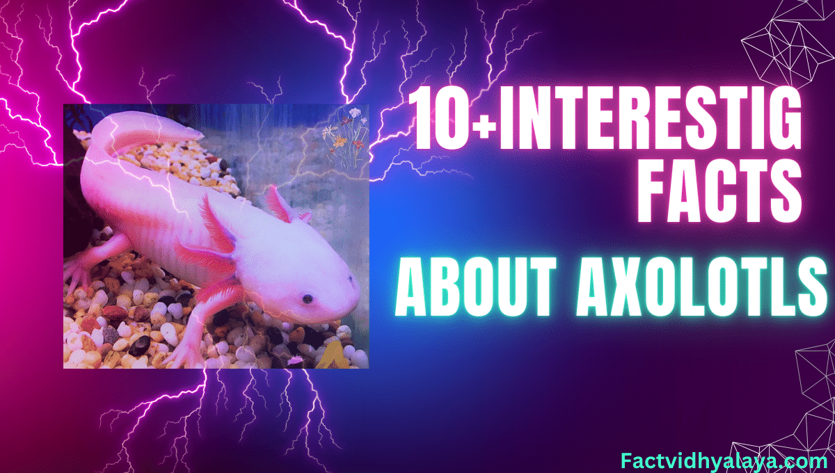 interesting facts about axolotls