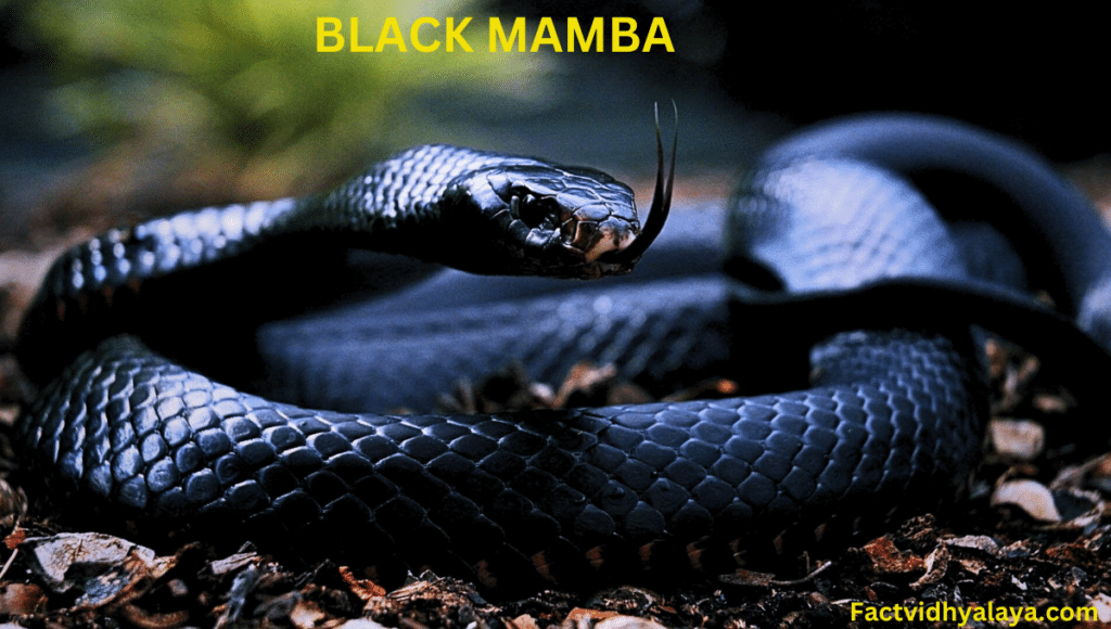 fastest and venomous snake in the world is known as black mamba