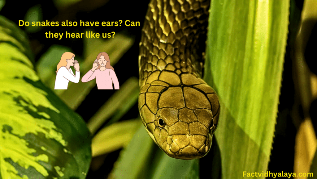 Can Snakes See The Stars- 16 Amazing Facts About Snake