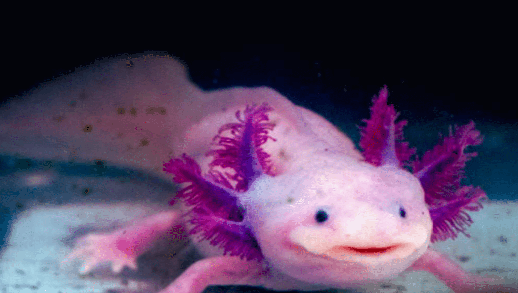 Facts About Axolotls