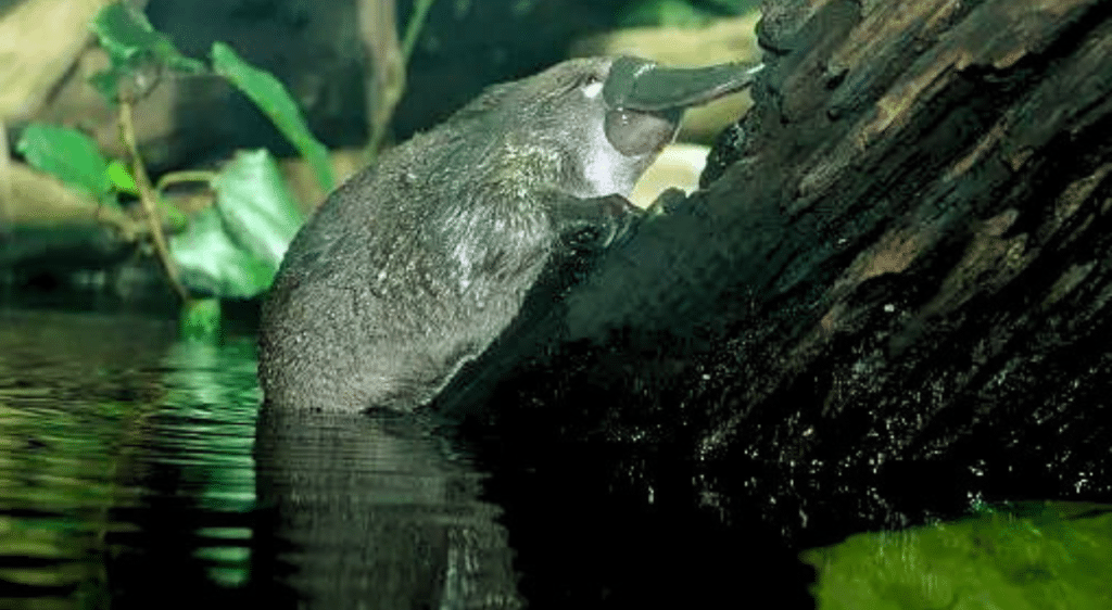 25 cool facts about platypus in hindi