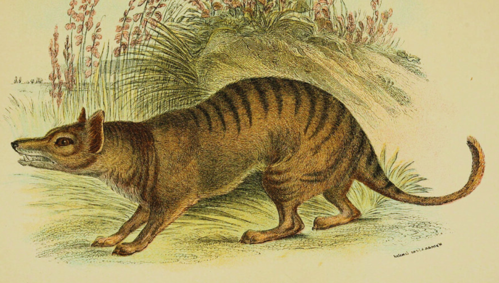 10 दुनिया के खूबसूरत विलुप्त होने वाले जानवर | beautiful extinct animals of the world In Hindi