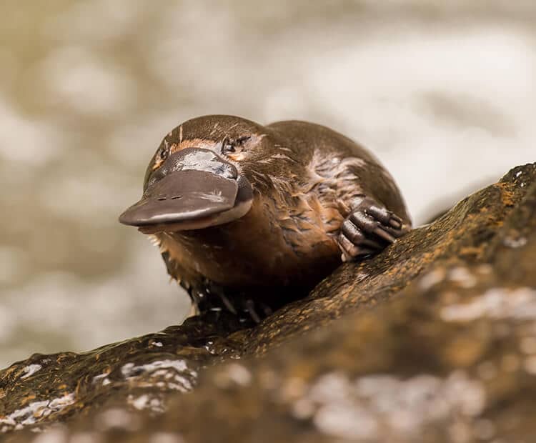  25 cool facts about platypus