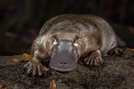cool facts about platypus