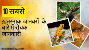 Top 10 Most Dangerous Animals in Hindi
