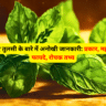 Basil Plant In Hindi
