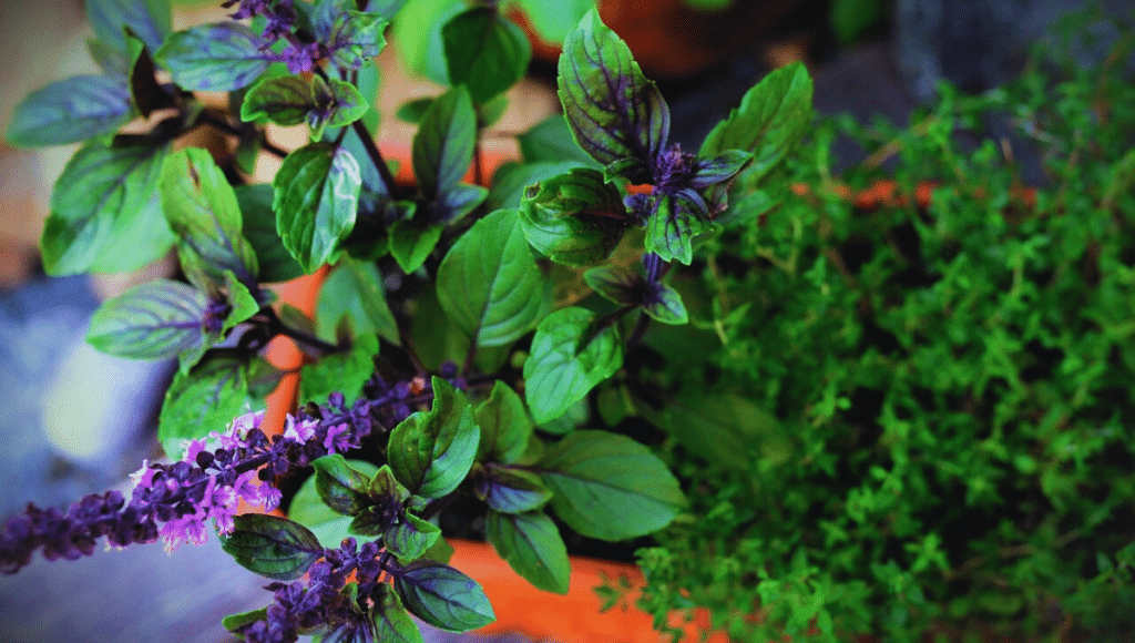 facts about basil plant in hindi
